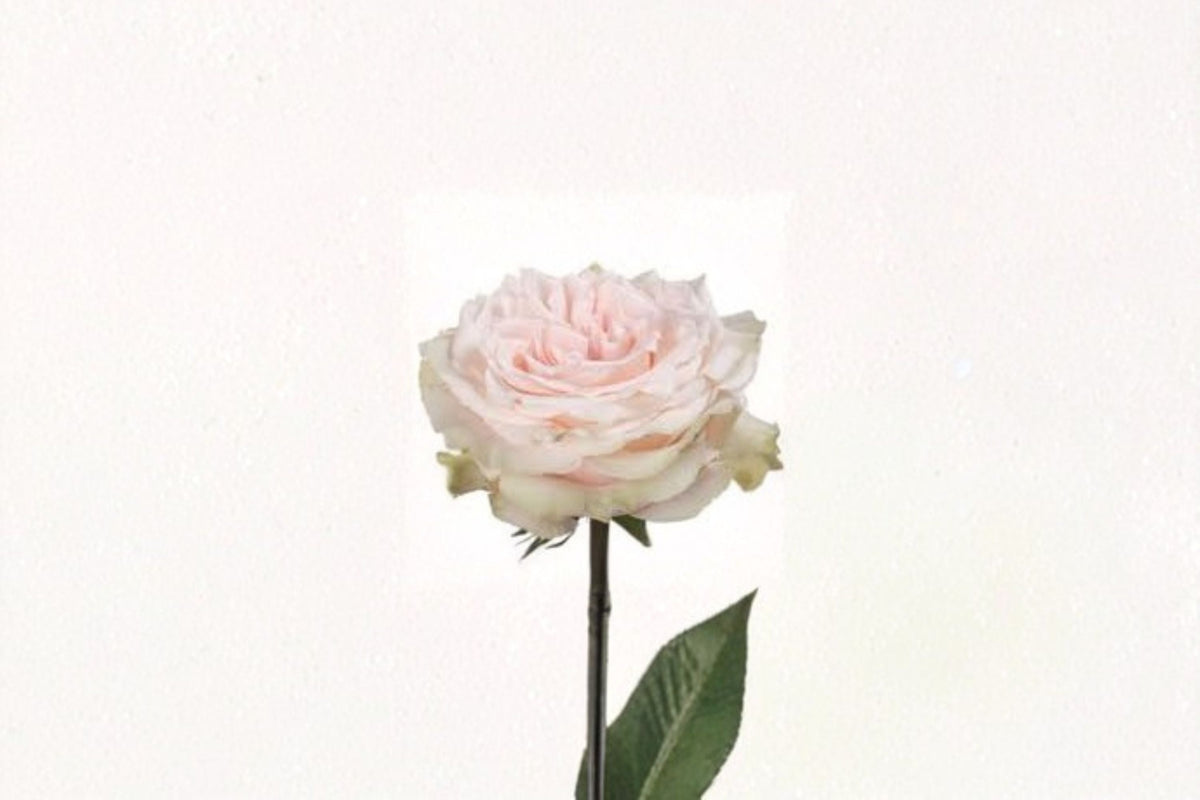 Pink Champagne Rose Live Plant – Fragrant Pink Rose for Gardens & Containers – Rosa hybrid