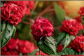 Rhododendron ‘Holden’ Live Starter Plant – Red Evergreen Shrub in 7-Inch Pot for Landscaping and Garden Beds