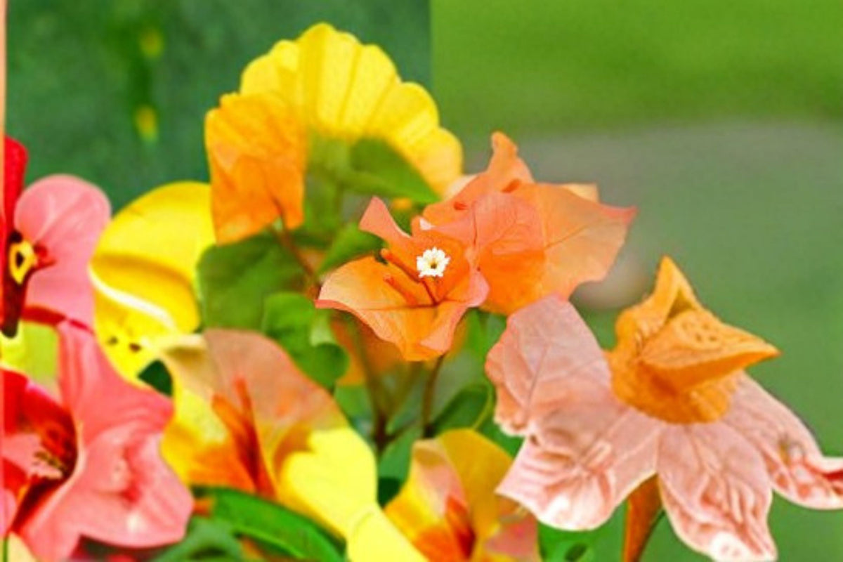 Bengal Orange Variegated Bougainvillea Live Plant - Rooted Climbing Vine with Orange Bracts & Variegated Foliage (Bougainvillea spp.)