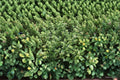 Garden Thyme Live Plant – Thymus vulgaris, Aromatic Perennial Herb for Garden, Containers, Full Sun, Drought Tolerant
