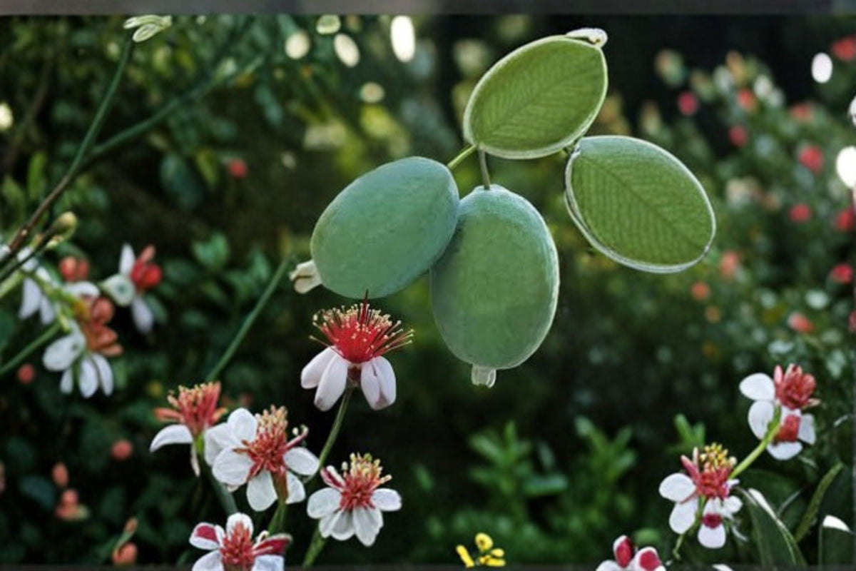 Pineapple Guava Live Plant – Edible Fruit Shrub – Evergreen Acca sellowiana for Garden, Hedges, Landscape