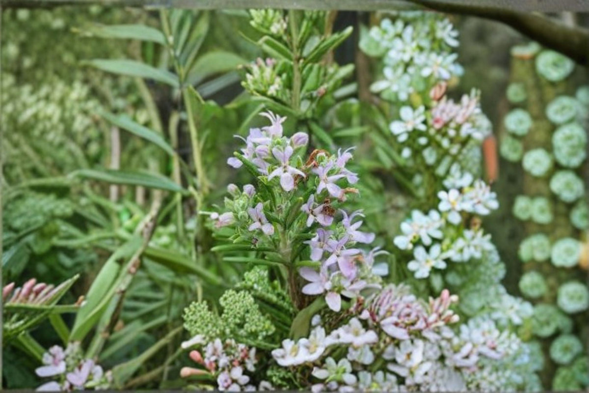 Huntington Carpet Rosemary Plant – Trailing Evergreen Herb with Aromatic Foliage – Rosmarinus officinalis