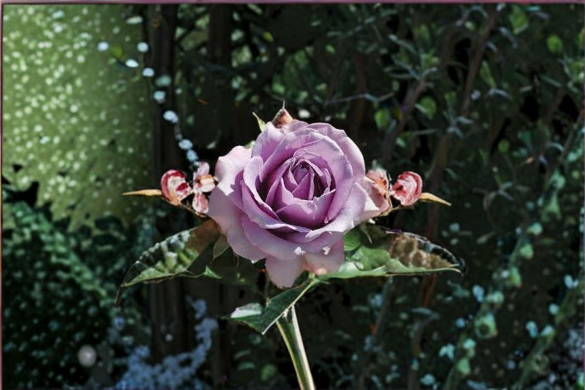 Quicksilver Climbing Rose Cuttings – Lavender Flowering Rose Vine – Rosa ‘Quicksilver’ Garden Climber for Trellis & Fence