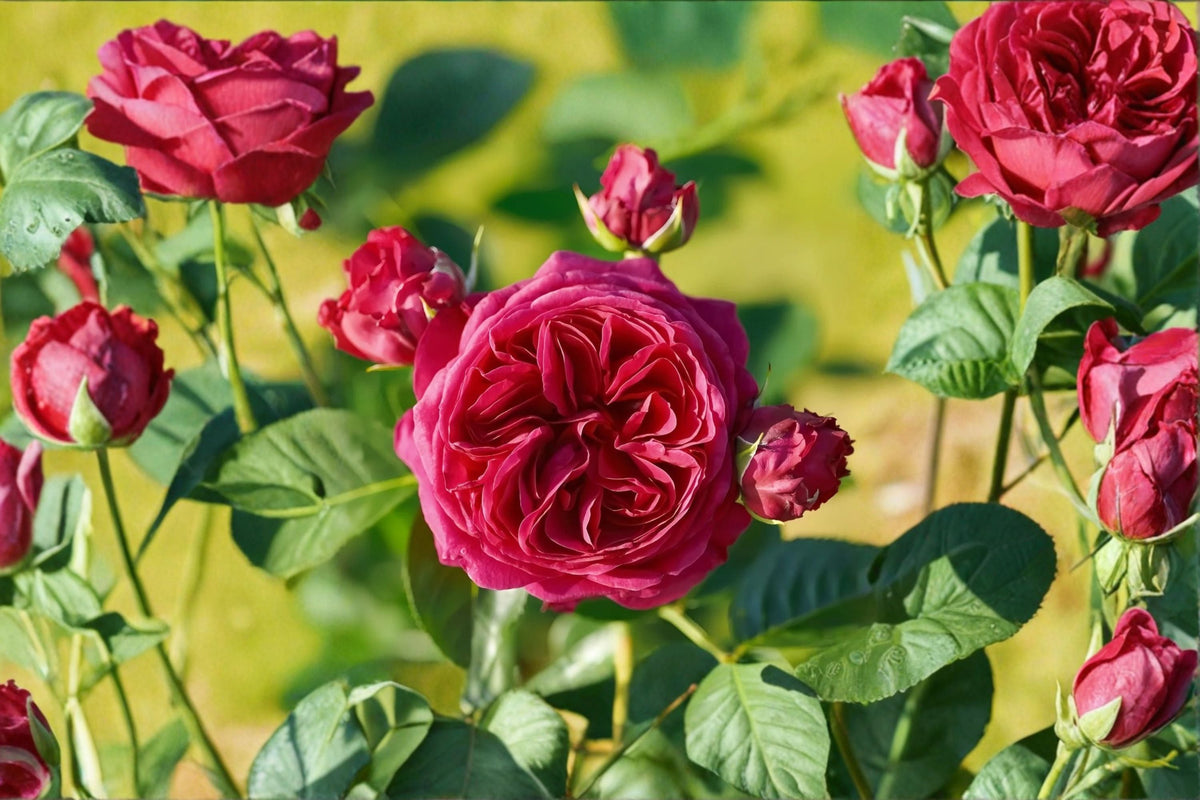 Marietta Hybrid Tea Rose Live Plant – Red Purple Blooms – Garden, Patio, Floral Arrangement – Rosa hybrid