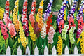 Gladiolus Bulbs 3 Pack - Colorful Summer Flowering Bulbs for Garden Beds & Borders - Gladiolus spp.