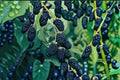 Ouachita Blackberry Cuttings – Thornless Fruit Shrub for Garden Propagation – Rubus fruticosus