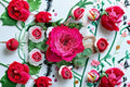 Magic Vuvuzela Coral Pink Rose Plant – Own Root Live Garden & Patio Rose with Layered Blooms