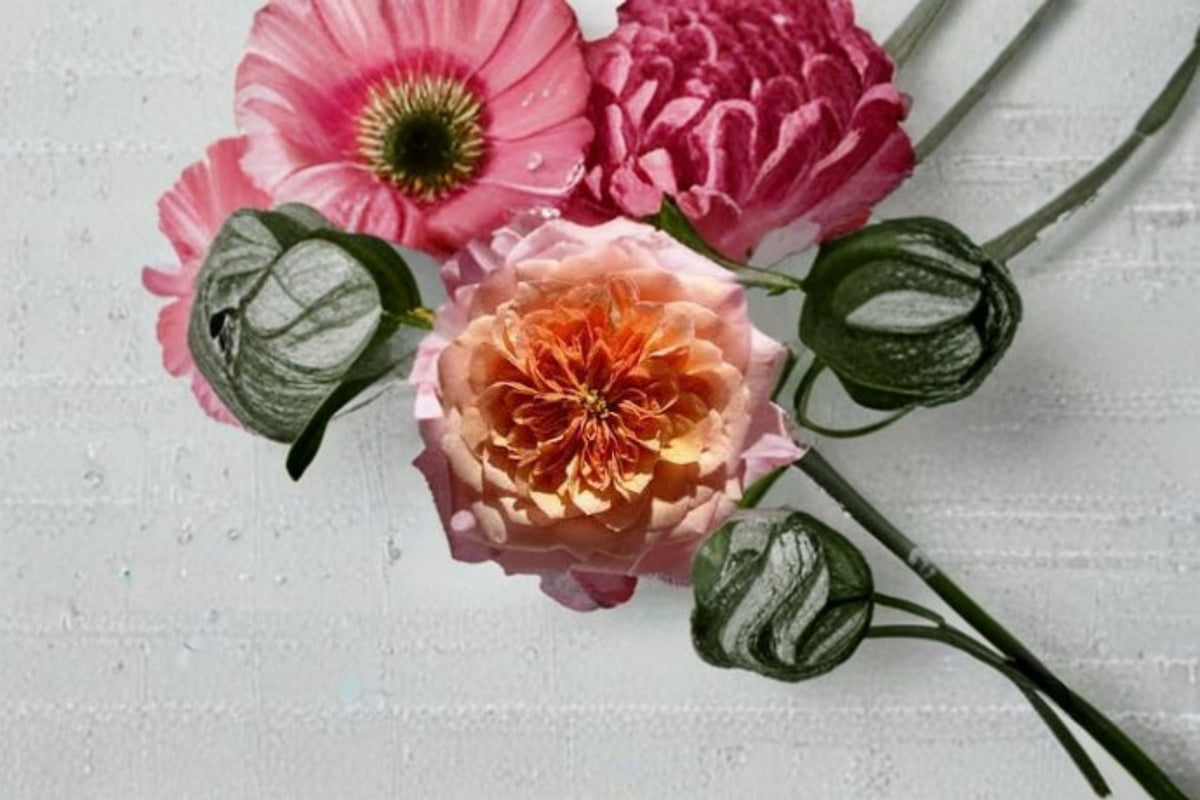 Miyabi Rose Live Plant – Japanese Repeat Blooming Shrub Rose Rosa hybrid for Garden & Container, Pink Apricot Blooms