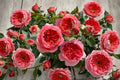 Cinnabar Bowl Own Root Rose Plant – 2-Year-Old Garden Rose, Red Flowers, Rosa hybrid for Garden Beds & Containers