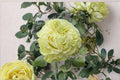 Jutta Rose Live Plant – Dutch Repeat Blooming Pink Cut Rose Rosa hybrid for Garden, Patio & Floral Arrangements