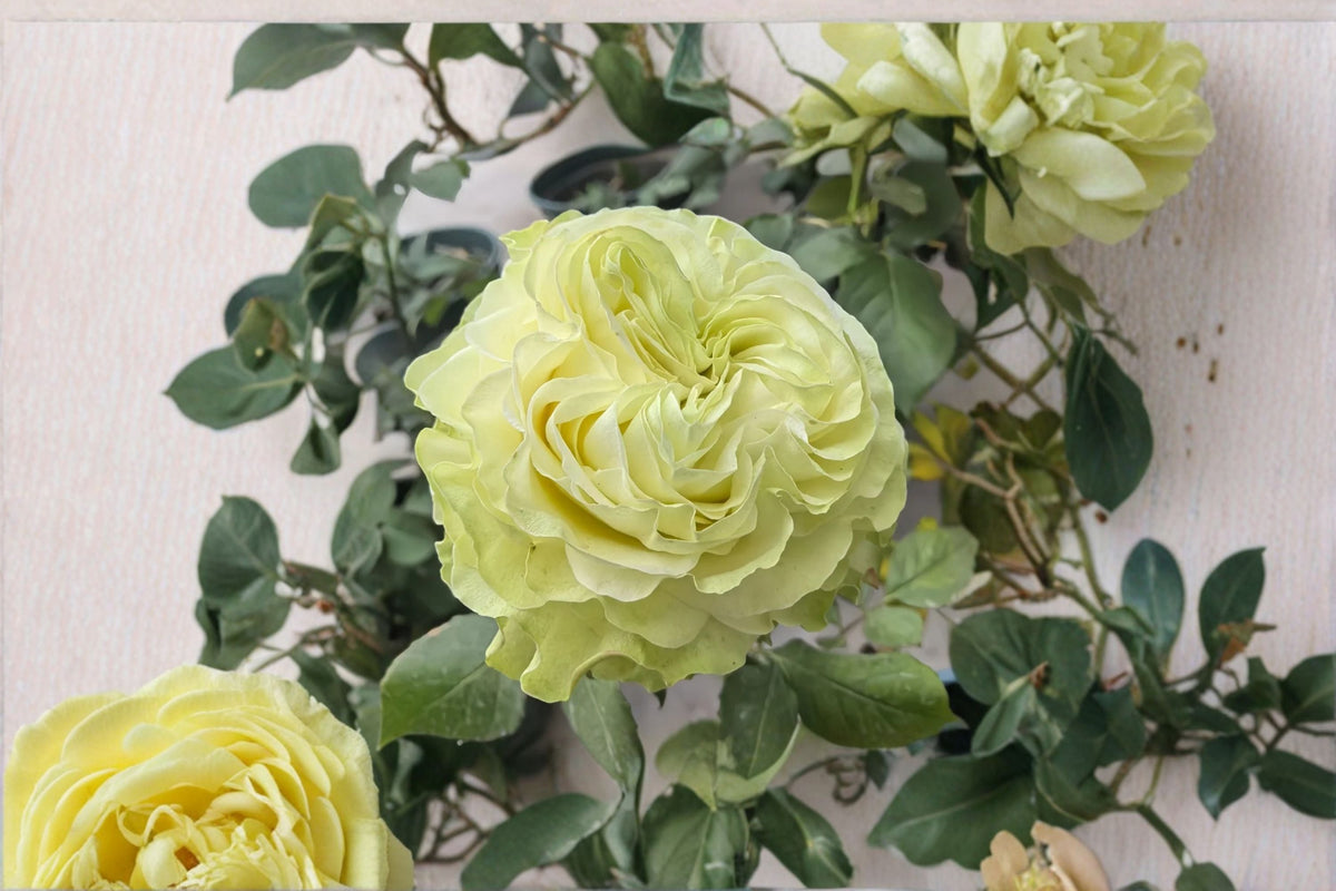Jutta Rose Live Plant – Dutch Repeat Blooming Pink Cut Rose Rosa hybrid for Garden, Patio & Floral Arrangements