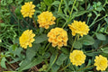 Gold Lantana Plant – Lantana camara ‘New Gold’ – Vibrant Yellow Flowering Shrub for Borders & Containers