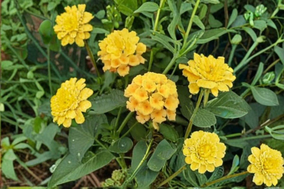 Gold Lantana Plant – Lantana camara ‘New Gold’ – Vibrant Yellow Flowering Shrub for Borders & Containers