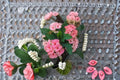 Rainbow Crown of Thorns Cutting | Euphorbia milii Succulent Shrub with Colorful Bracts for Container & Indoor Growth