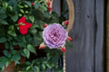 Novalis Rose Live Plant – Fragrant Own Root Shrub Rose – Repeat Blooming Garden Rose – Rosa hybrid