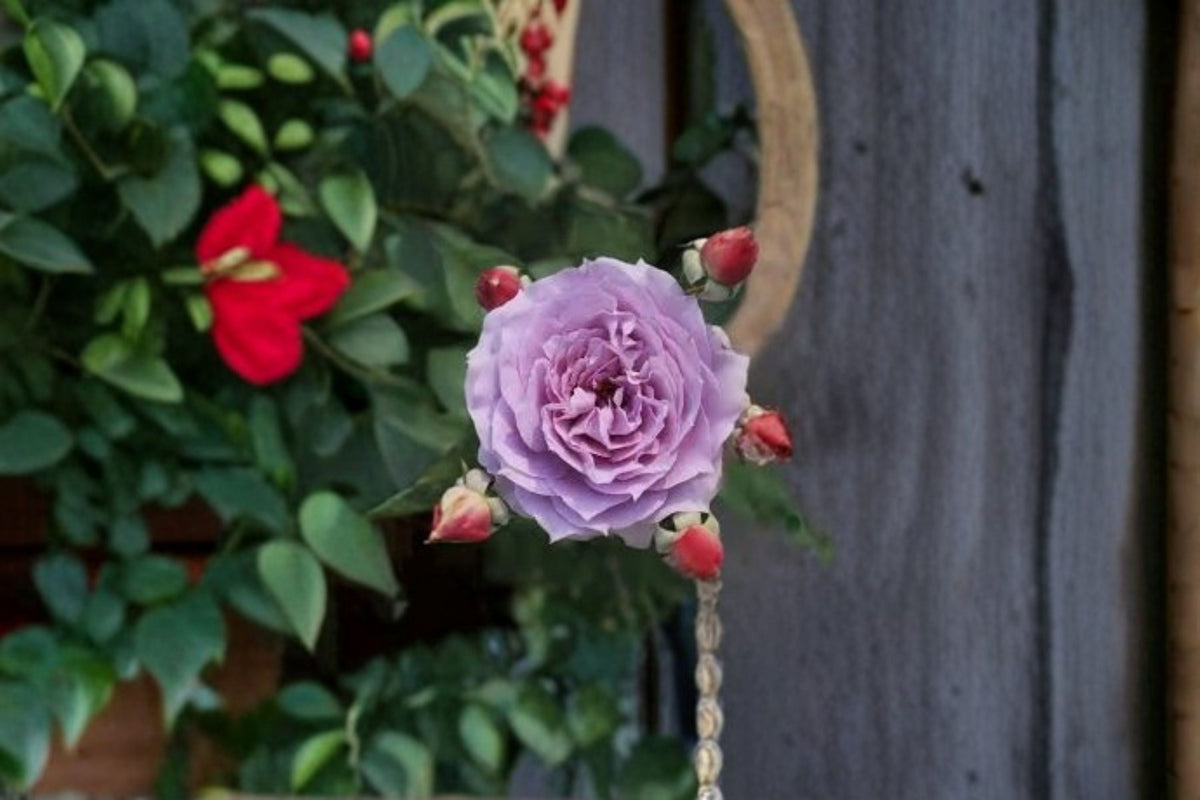 Novalis Rose Live Plant – Fragrant Own Root Shrub Rose – Repeat Blooming Garden Rose – Rosa hybrid