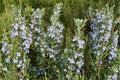 Irene Rosemary Plant – Trailing Evergreen Herb with Aromatic Foliage – Rosmarinus officinalis ‘Irene’