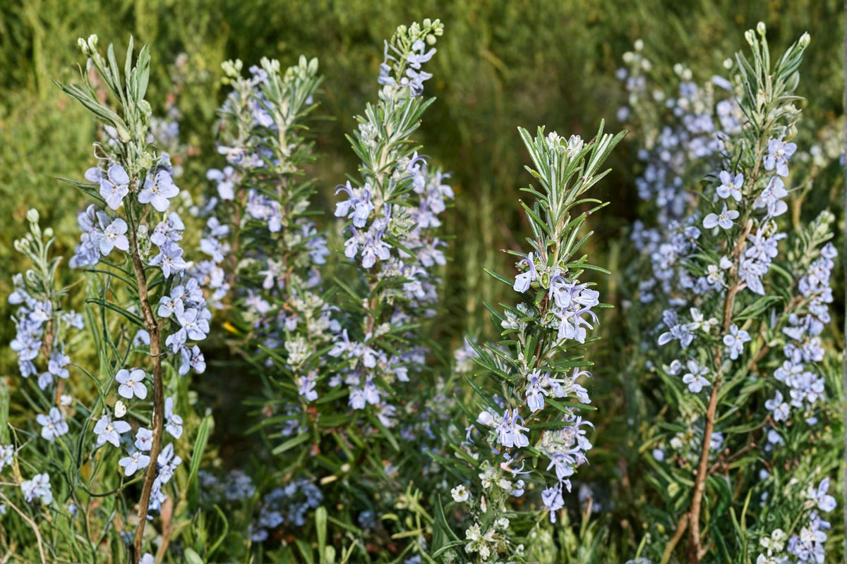 Irene Rosemary Plant – Trailing Evergreen Herb with Aromatic Foliage – Rosmarinus officinalis ‘Irene’