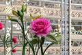 Sheherazad Rose Live Plant – Fragrant Repeat Blooming Garden Rose – Rosa hybrid for Patio, Landscape & Containers