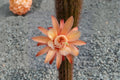 Hildewintera Hybrid Cactus Cutting – Trailing Ornamental Flowering Succulent for Hanging Baskets, Red/Orange/Pink Blooms