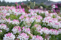 Cleome Spider Flower Live Plant, Annual, Pollinator-Friendly, Garden Border, Cleome hassleriana, Starter Plug