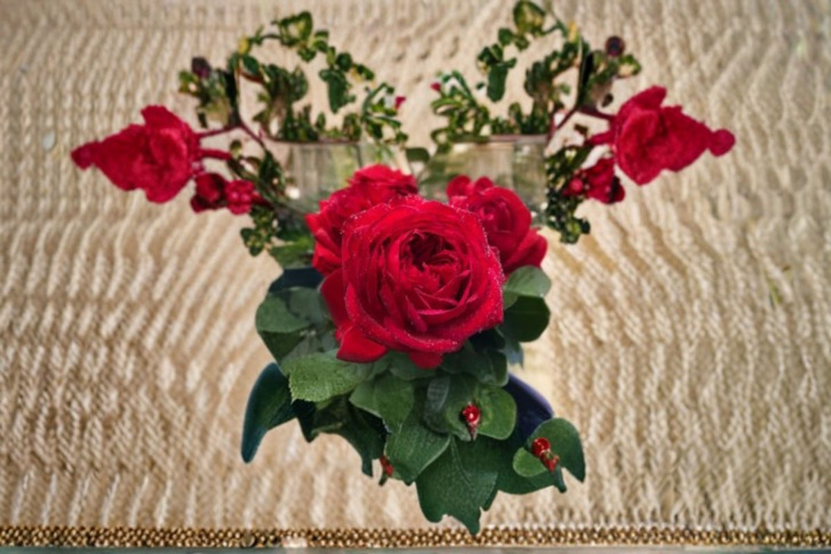 Blood Red Double Garden Rose Live Plant – Compact Rosa hybrid Ornamental Shrub for Garden Beds & Containers