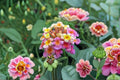Confetti Lantana Plant – Multi-Color Flowering Shrub for Borders & Containers – Lantana camara