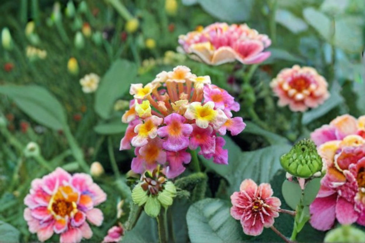 Confetti Lantana Plant – Multi-Color Flowering Shrub for Borders & Containers – Lantana camara