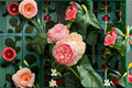 Live Masora Rose Plant – Fragrant Japanese Garden Rose, Repeat Blooming, Heat & Disease Resistant, 8–10 cm Flowers, Rosa hybrid
