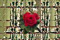 Crimson Red Garden Rose Live Plant – Own Root Rosa hybrid, Old Garden Rose Style, Fragrant, Disease-Resistant