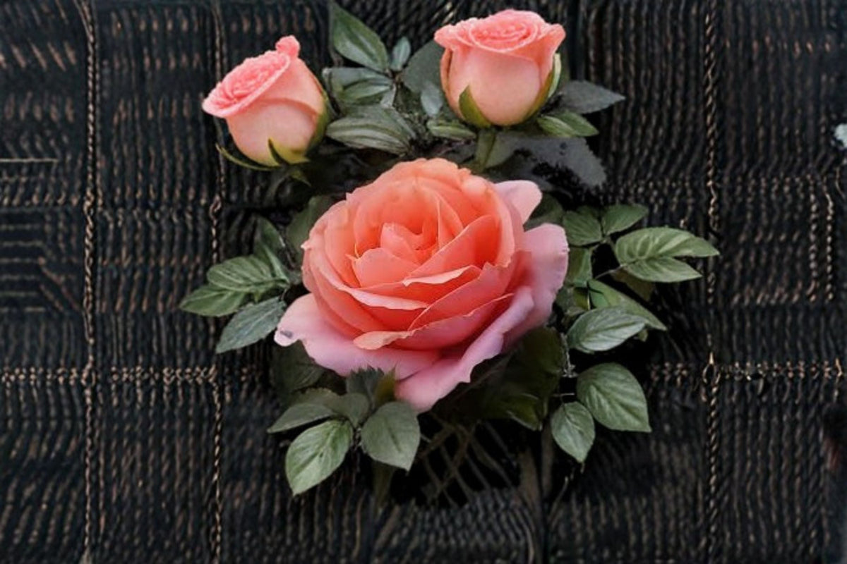 Apricot Candy Rose Live Plant 1.5 Gal Reblooming Fragrant Shrub Rosa 'Apricot Candy' for Garden & Containers