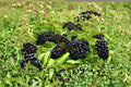 American Elderberry Live Plant – Well Rooted Sambucus canadensis 3-Gallon Container for Edible Gardens and Pollinator Attraction