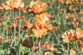 Cordoba Iris Live Plant – Orange Bearded Iris Perennial – Iris germanica 'Cordoba' – Drought Tolerant Garden Flower