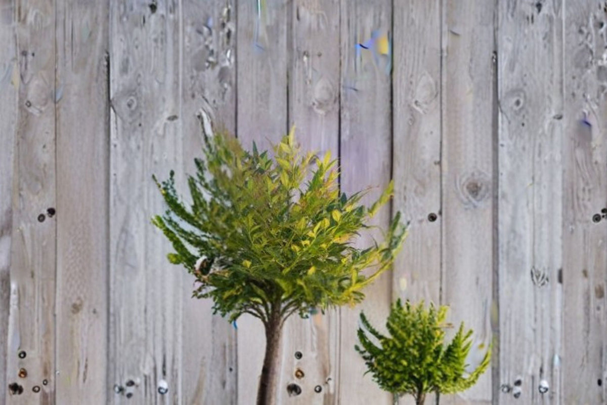 Gulf Stream Heavenly Bamboo Nandina domestica ‘Gulf Stream’ Evergreen Shrub for Borders & Containers