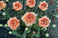 Capri Rose Live Plant – Fragrant Repeat Blooming Cut Rose – Rosa hybrid for Garden, Patio & Floral Arrangements
