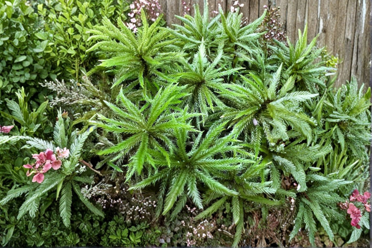Climacium Tree Moss Live Plant – Miniature Tree-Like Green Moss for Terrariums & Vivariums – Climacium dendroides