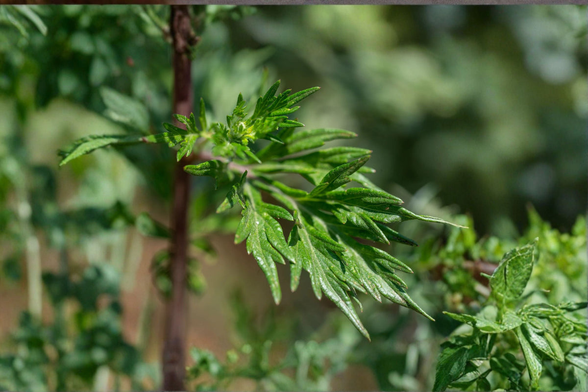 Live Mugwort Plant Clump – Edible Artemisia Herb with Silver Foliage – Perennial Ornamental Herb for Gardens and Landscaping