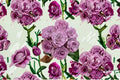 Princess Kaori Lavender Blue Japanese Rose Live Plant – Cabbage-Style Blooms, Fragrant, Perennial Rosa hybrid