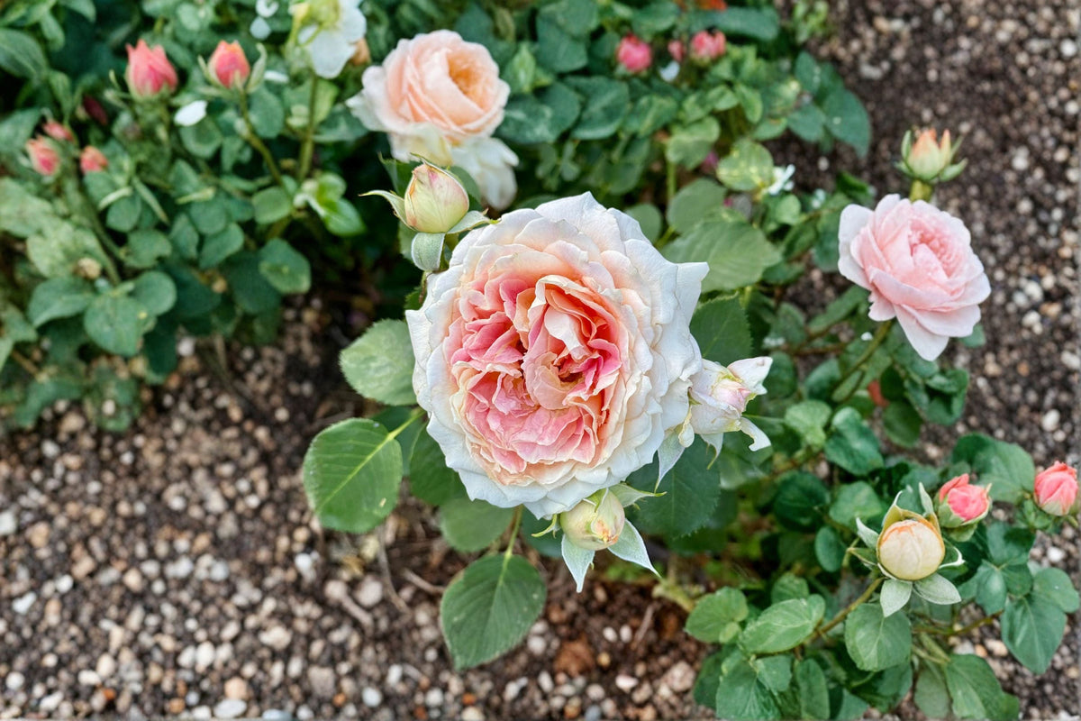 Peach Anemone Rose Plant – Own Root Apricot Pink Flower – Rosa hybrid for Garden & Floral Arrangements