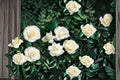 White Dawn Climbing Rose Live Starter Plant – Own-Root, Fragrant White Blooms, Repeat Flowering, Trellis & Fence Climber, Rosa 'White Dawn'