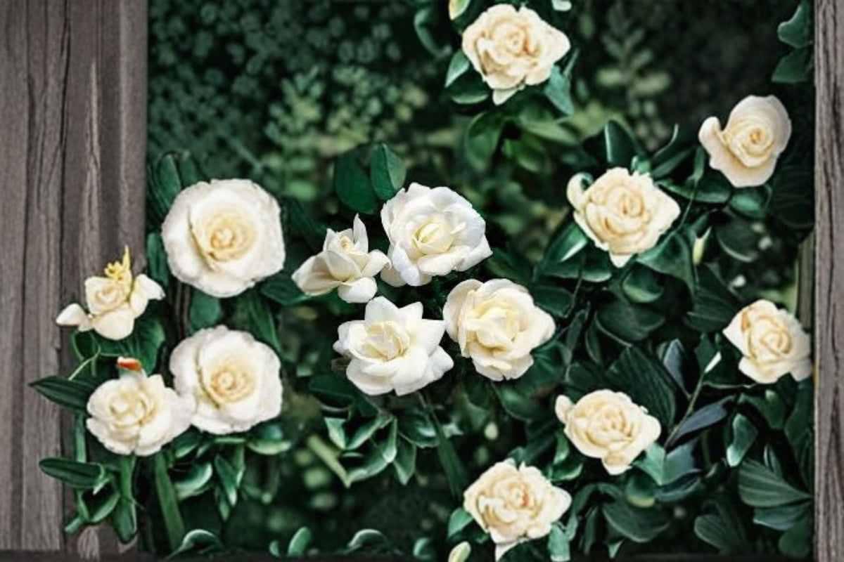 White Dawn Climbing Rose Live Starter Plant – Own-Root, Fragrant White Blooms, Repeat Flowering, Trellis & Fence Climber, Rosa 'White Dawn'