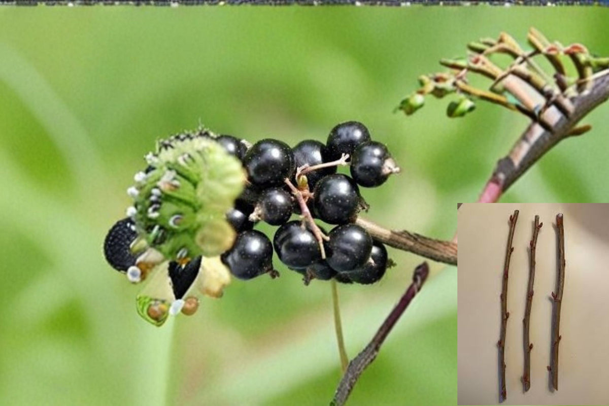 Black Currant Cuttings – Ribes nigrum – Dormant 4-6 Inch Fruit Shrub for Garden and Propagation
