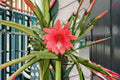 Epiphyllum Orchid Cactus Cuttings – Unrooted Tropical Flat Stem Segments for Indoor Container Growing