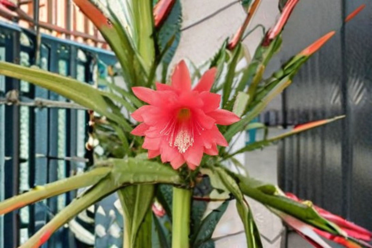Epiphyllum Orchid Cactus Cuttings – Unrooted Tropical Flat Stem Segments for Indoor Container Growing
