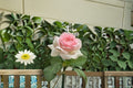 Mona Lisa Rose Live Plant – Fragrant Disease-Resistant Garden Shrub Rosa hybrid for Garden, Patio & Landscape