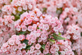 Pink Mountain Laurel Bare Root Plant – Kalmia latifolia – Ornamental Evergreen Shrub for Gardens and Landscaping