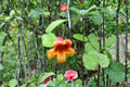 Crossvine Cuttings 12 Unrooted Bignonia capreolata Native Flowering Climber Orange Tubular Flowers