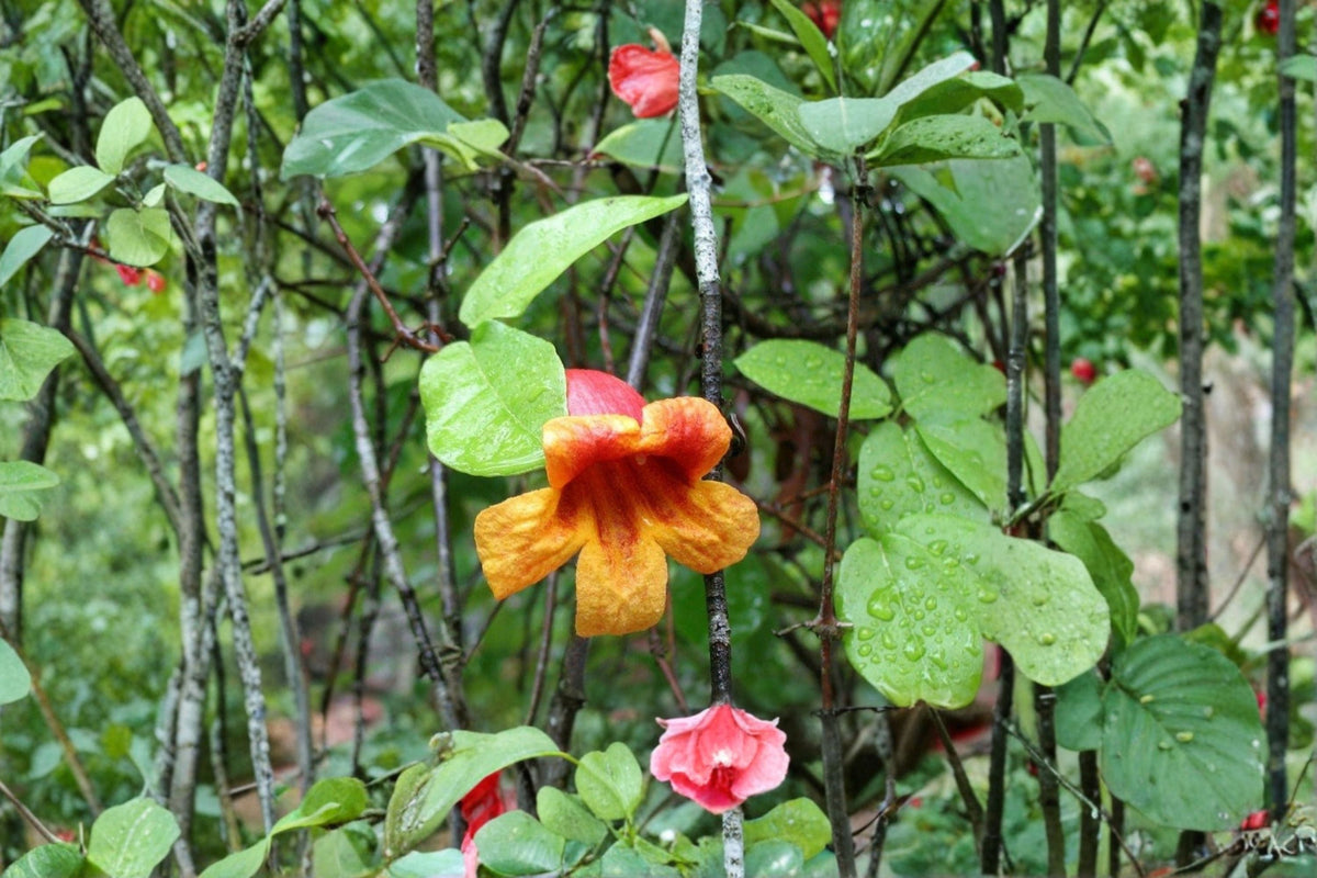 Crossvine Cuttings 12 Unrooted Bignonia capreolata Native Flowering Climber Orange Tubular Flowers