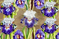 Gypsy Lord Iris Live Plant – Tall Bearded Iris Perennial with Violet, White & Red Blooms – Iris germanica, Quart Container
