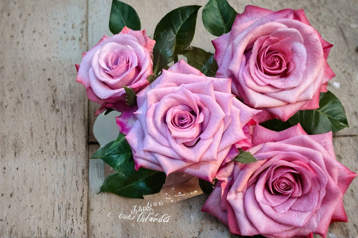Super Purple Rose Live Plant – Deep Purple Large Bloom Ornamental Garden Rose, Rosa hybrid